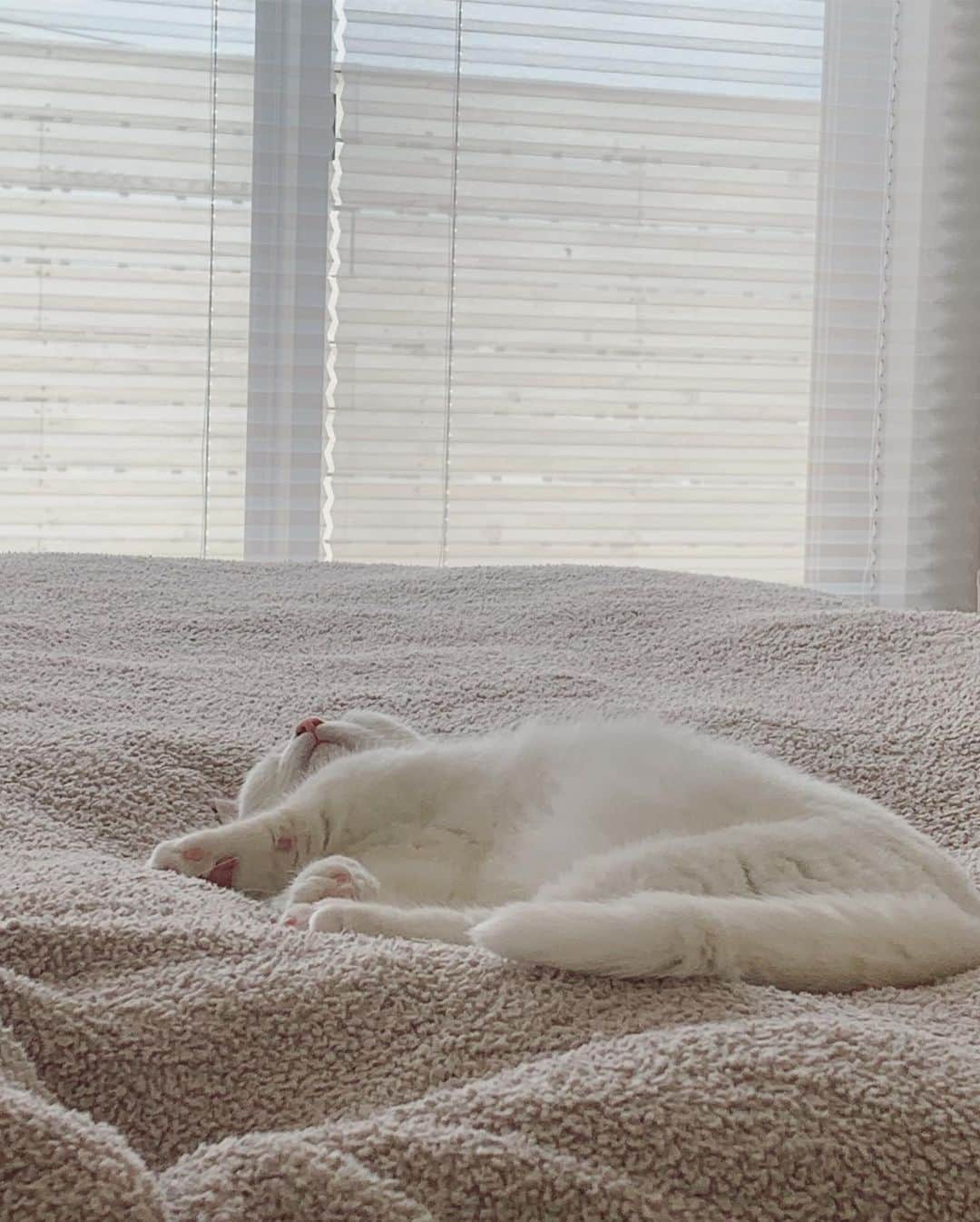 のインスタグラム：「#danyo #danyocawaii #munchkin #whitecat #catstagram #catlovers」