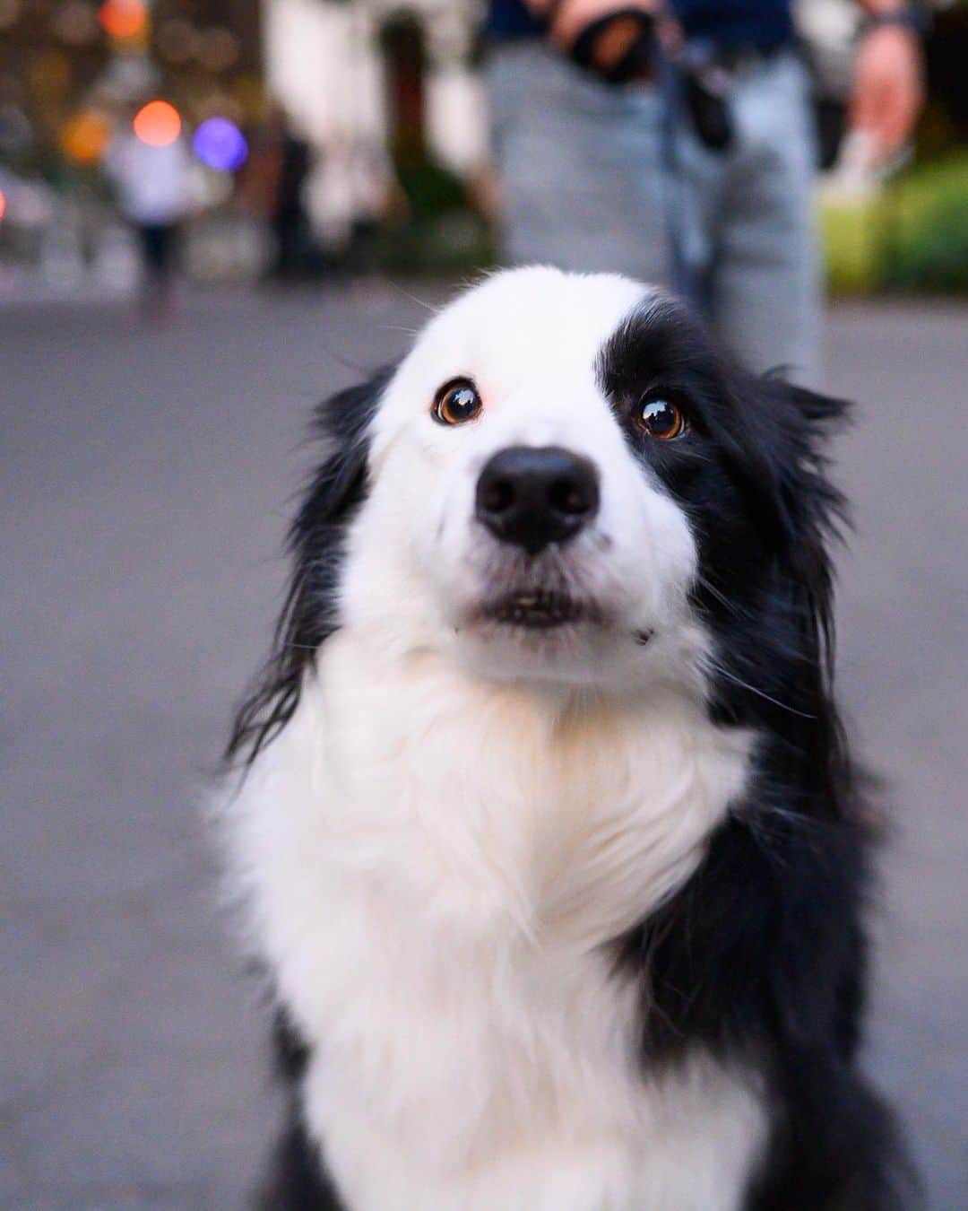 The Dogistさんのインスタグラム写真 - (The DogistInstagram)「Panda, Border Collie (3 y/o), Washington Square Park, New York, NY • “She’s very food focused and doesn’t like skateboarders.”」8月8日 11時49分 - thedogist