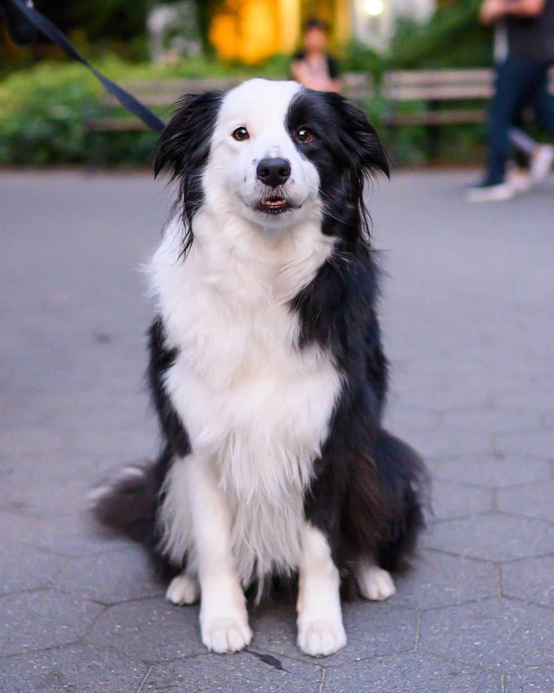 The Dogistさんのインスタグラム写真 - (The DogistInstagram)「Panda, Border Collie (3 y/o), Washington Square Park, New York, NY • “She’s very food focused and doesn’t like skateboarders.”」8月8日 11時49分 - thedogist