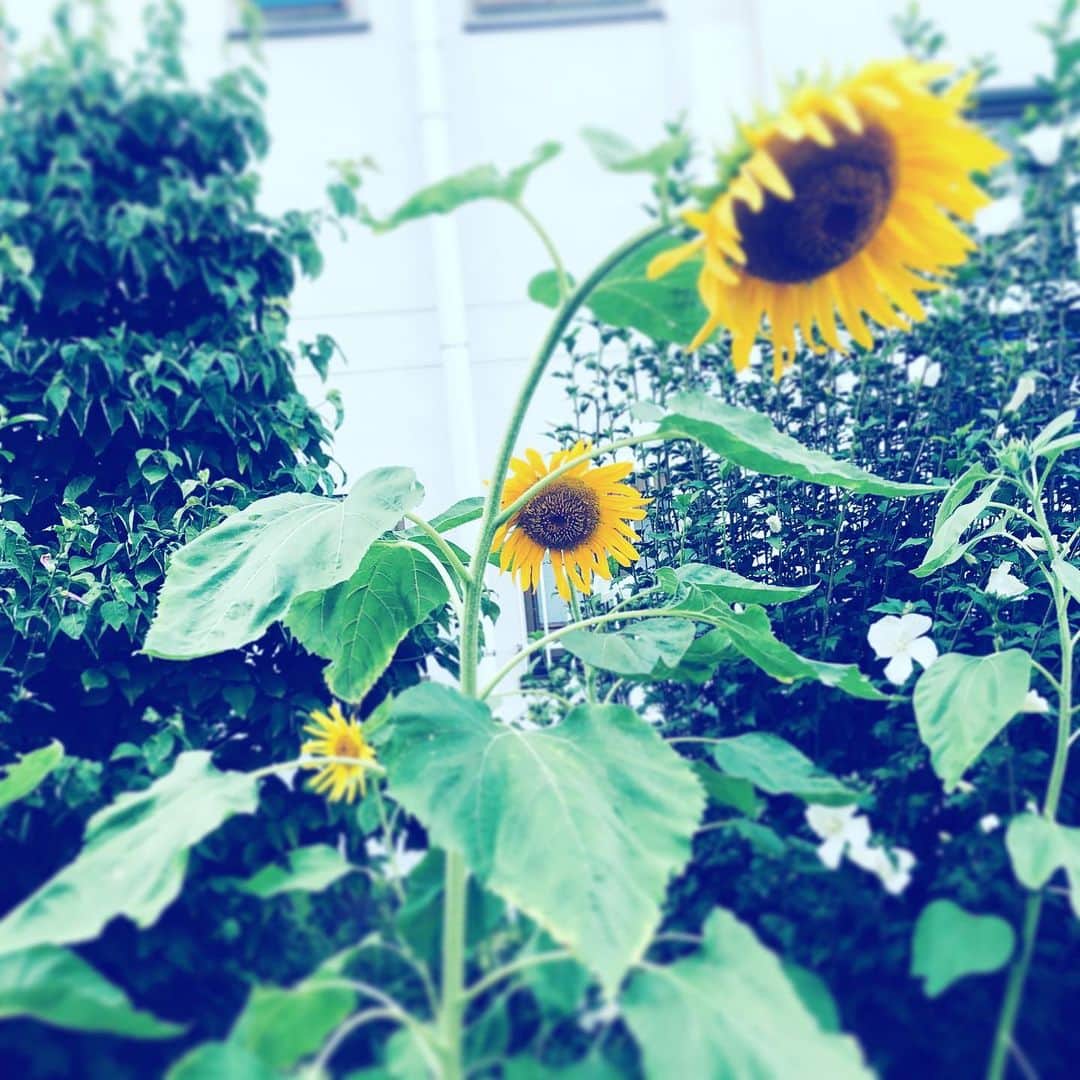 中野敬久さんのインスタグラム写真 - (中野敬久Instagram)「#お疲れ様 #なんだか #猫背 #ひまわり #flower #flowersoflife #yellow #himawari」8月8日 12時02分 - hirohisanakano