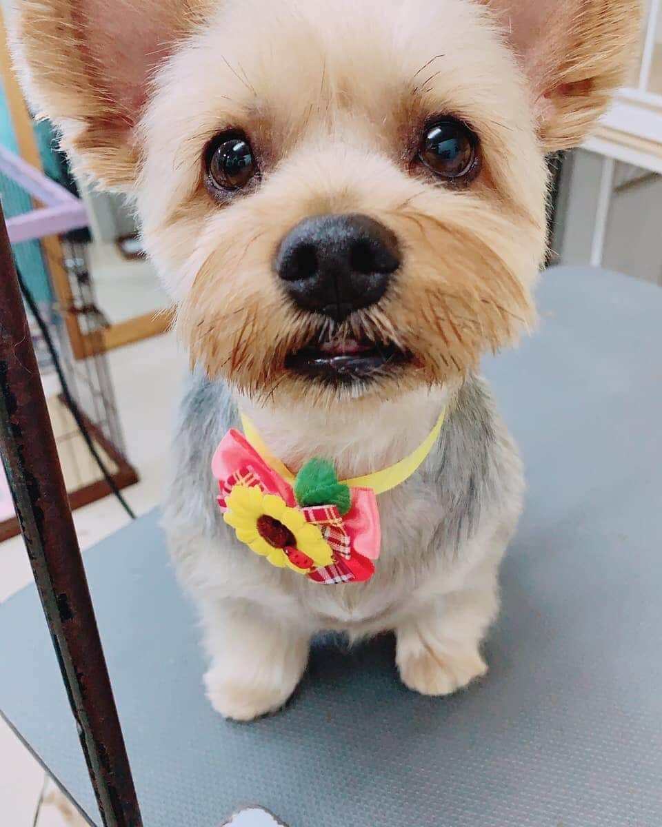 のインスタグラム：「ちょ、、え、は？？？？ 鬼かわいすぎないかい？？ 苺たん🍓  #ヨークシャーテリア #女の子 #苺 #3歳 #鬼 #かわいい #いぬばか部 #いぬのいる暮らし #いぬのいる生活 #たとうがい」