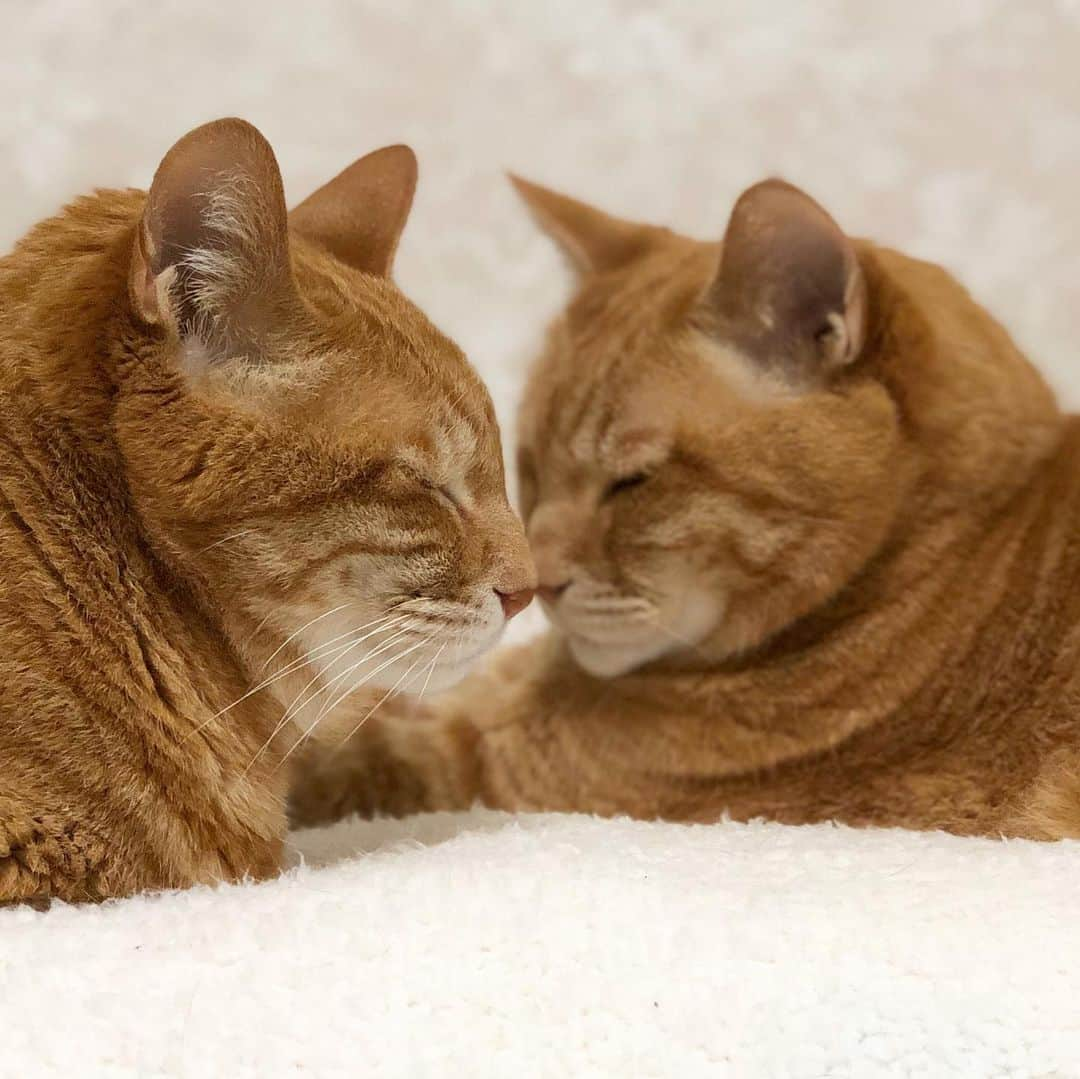 mayumiさんのインスタグラム写真 - (mayumiInstagram)「20190808 ✩ 世界猫の日 みんにゃが幸せになれますように ． #世界猫の日#国際猫の日 #worldcatday#internationalcatday ． #シブにゃん隊over10#無敵の親バカ同盟 #IGersJP#ふわもこ部 #テリドリ2019 ． #うちの子の夏休み#ipet#今日のうちの子 #猫モフー#世界猫の日モフー #夏のにゃんこ大作戦#ペッスマヒーロー隊 #保護猫のシマホ#讓渡会のシマホ #sippo写真展に参加したい #pecoマガジン表紙デビュー ． #cat#weeklyfluff #Excellent_cats#cat_features#catofinstagram ． #サンデイ#ペコねこ部#朝ワンコ夕ニャンコ#sippo#nyancon01」8月8日 12時20分 - imuyamotas