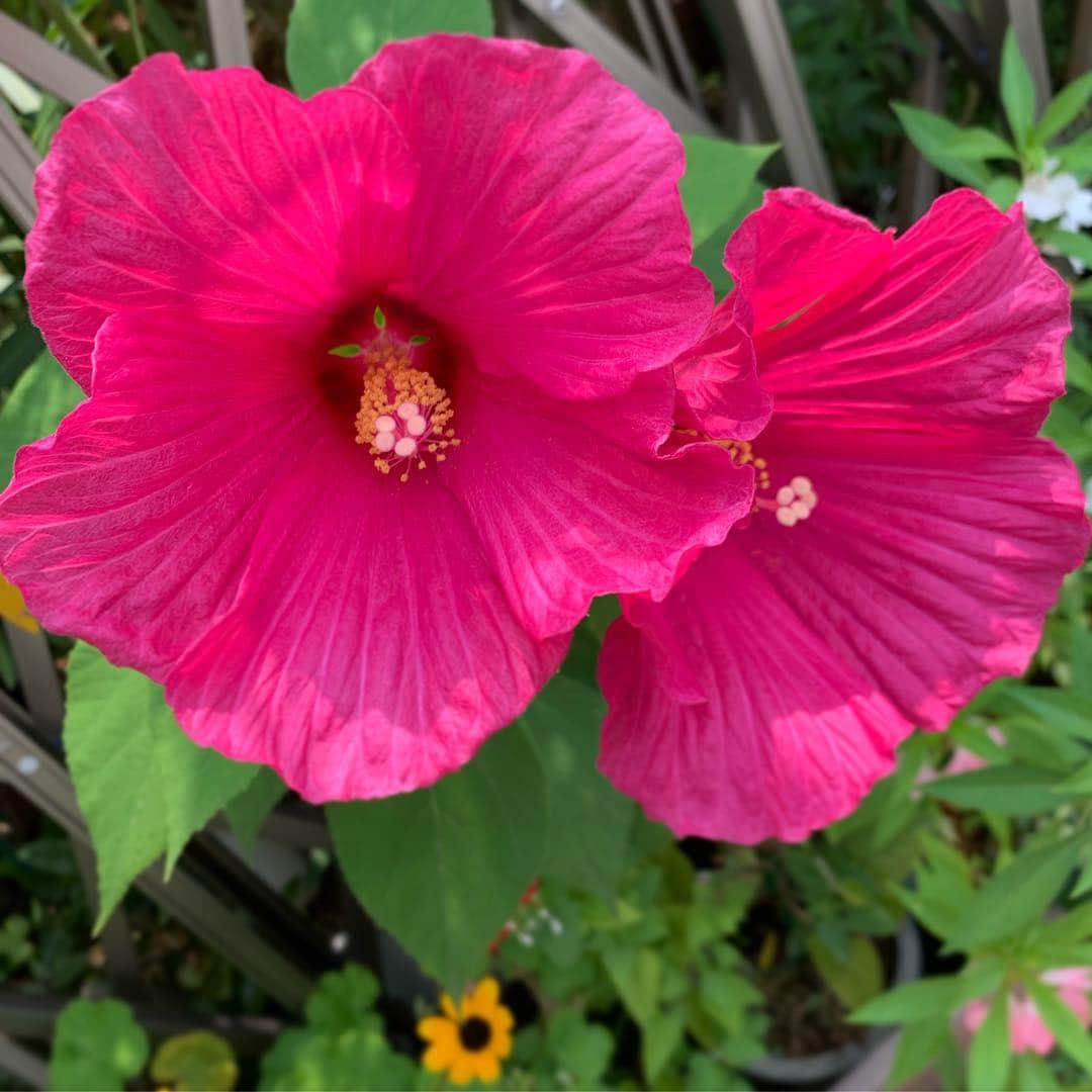 木部さんさんのインスタグラム写真 - (木部さんInstagram)「『The 常夏🌞』な花を発見しましたよ🌺 . . . . #ハイビスカス🌺 #常夏の花 #ピンクの花 #夏だね #hibiscus🌺 #綺麗な花 #pinkflowers #summerishere🌞 #everlastingsummer」8月8日 21時50分 - kibe_dayo