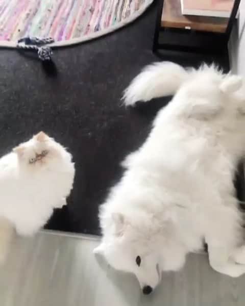 のインスタグラム：「[🔊] Their soul exchanged 📽@casperandromeo  #meowed #casperandromeo #Samoyed #Himalayancat  #waitforit #wrongdriverinstalled」