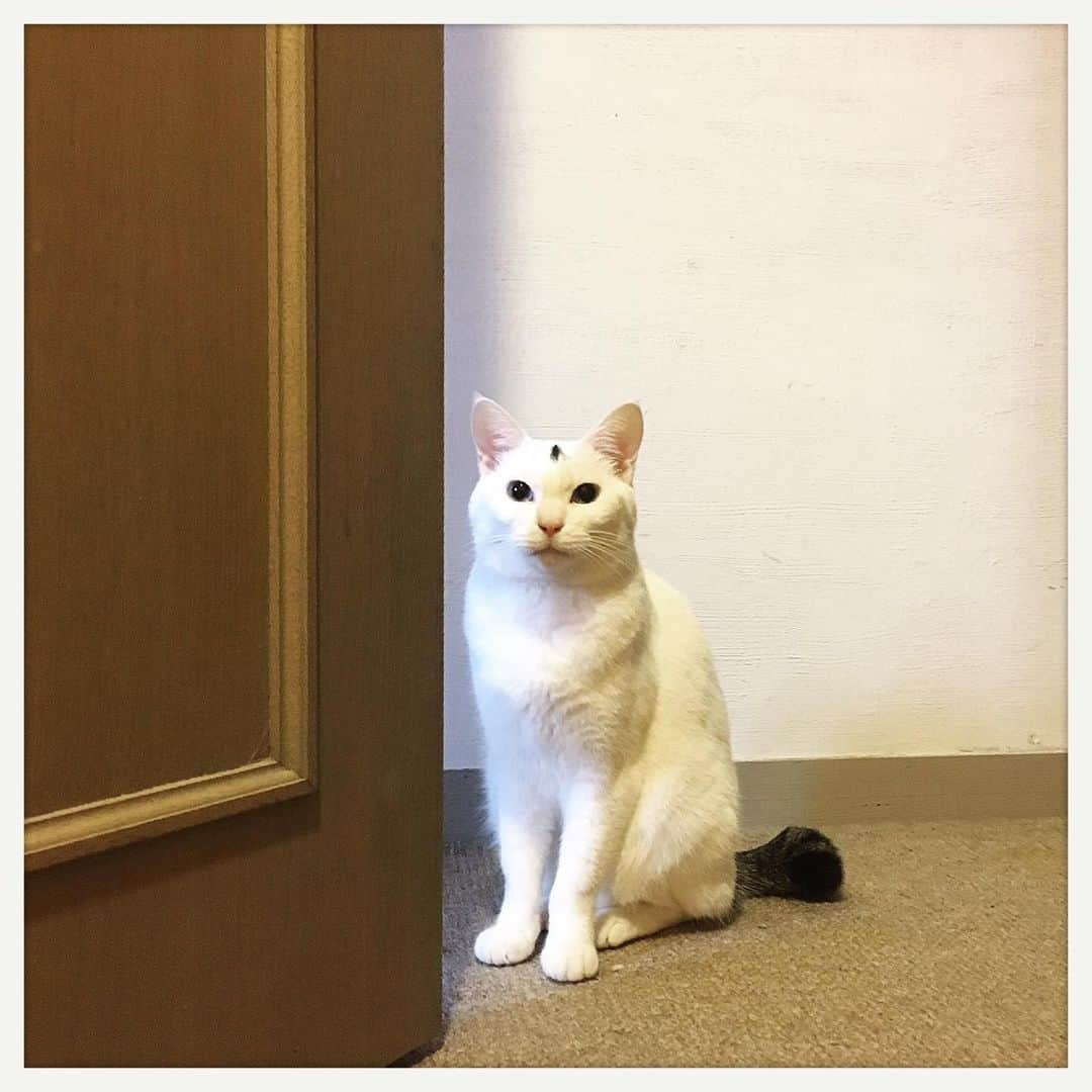 kumikoさんのインスタグラム写真 - (kumikoInstagram)「みんな違ってみんな可愛い。 #worldcatday #世界猫の日」8月8日 21時58分 - makudeco