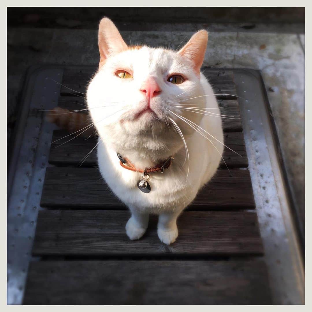 kumikoさんのインスタグラム写真 - (kumikoInstagram)「みんな違ってみんな可愛い。 #worldcatday #世界猫の日」8月8日 21時58分 - makudeco
