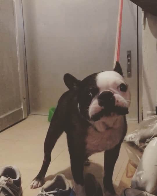 のインスタグラム：「「HAPPY BIRTH DAYyy〜〜」 おネギが喋った！  本日誕生日の方おめでとう！  #bostonterrier #おネギ #happybirthday」