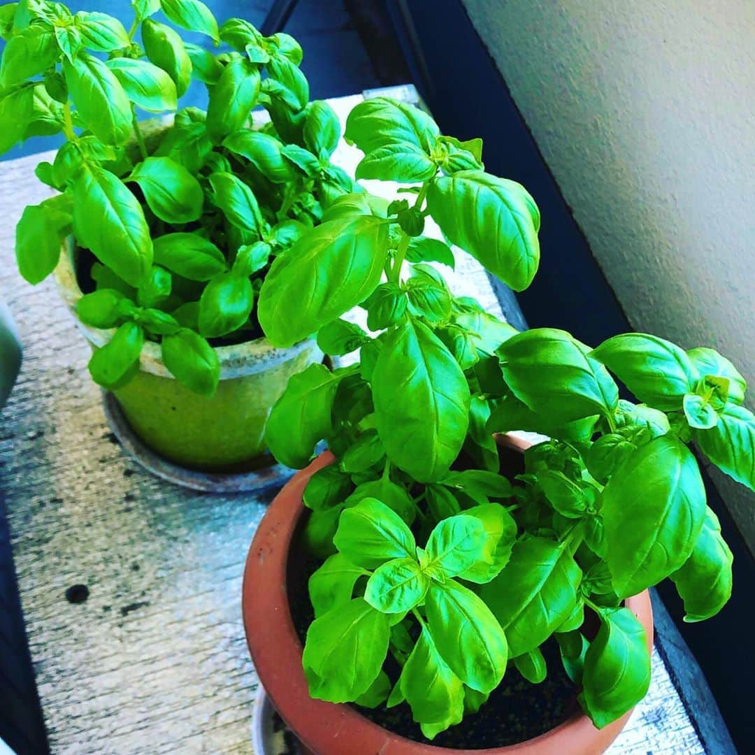佐竹海莉さんのインスタグラム写真 - (佐竹海莉Instagram)「インテリア雑貨屋さんで買ったミニバジル。育ちに育って本日収穫し、ジェノベーゼソースになりました🌿」8月8日 22時16分 - babycat6955