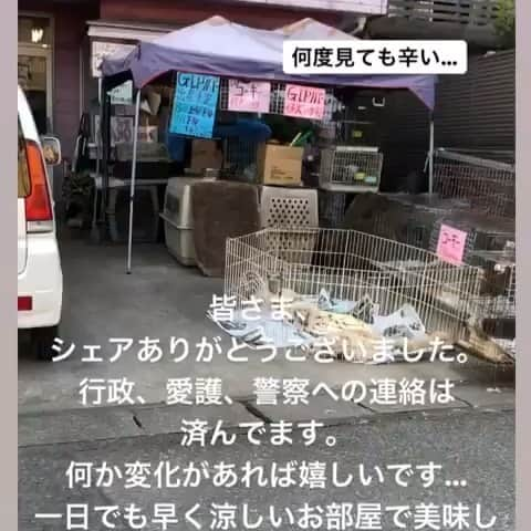 豆柴にこちゃんのインスタグラム