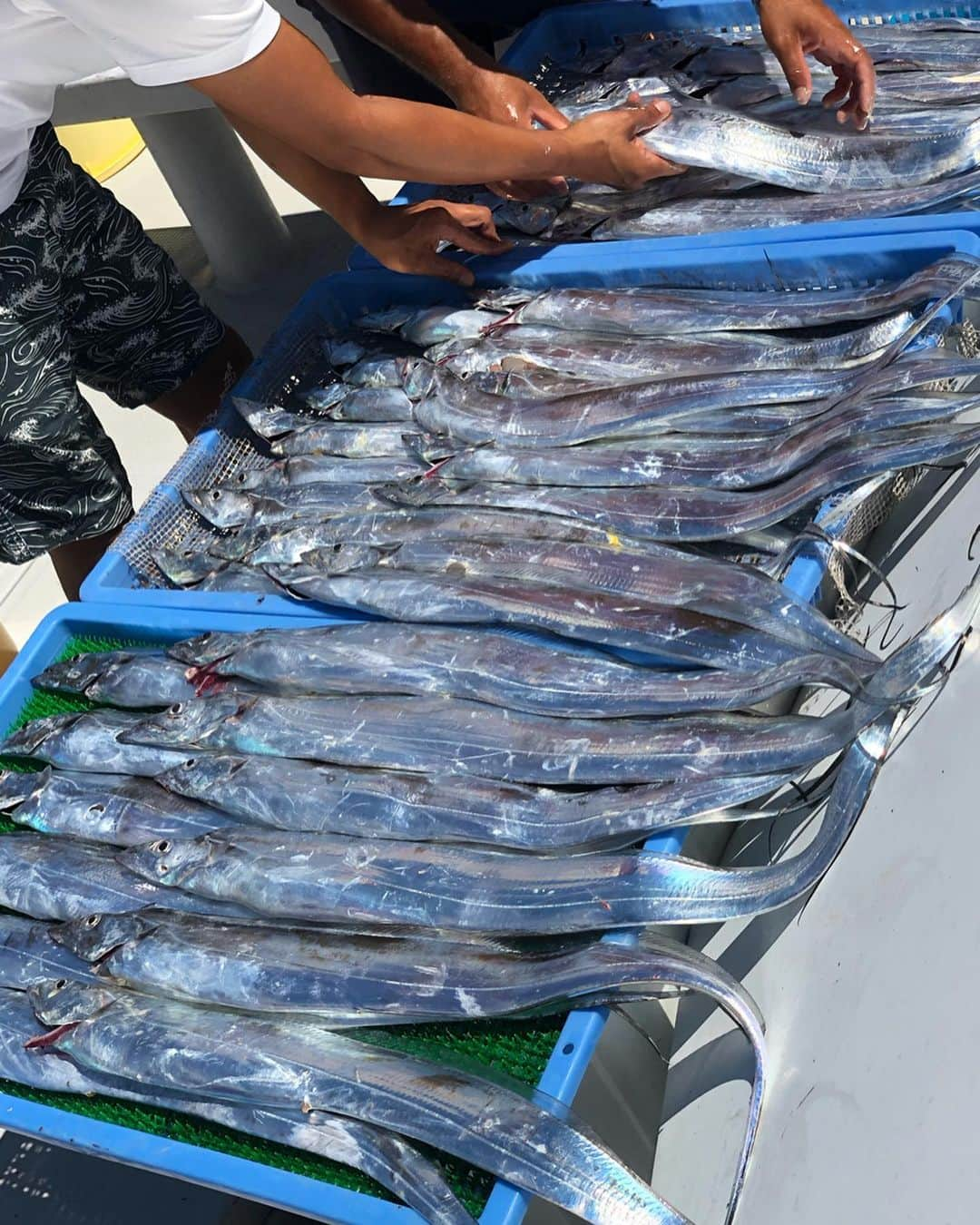 柚月めいさんのインスタグラム写真 - (柚月めいInstagram)「. 大阪湾の太刀魚を根こそぎ釣ると噂の、菊池さんに1から太刀魚釣りを教えていただき😊 膝使ってガッツリ釣りあげました🎣✨✨ . 周りの皆さんにも沢山アドバイスをいただいて自分なりの太刀魚との駆け引きを楽しみました🐟 . . 答えがない感じが難しくもあり、そそがまたたまらなくハマっちゃう部分でもありました🎣 . . OAはまだまだ先ですが お楽しみに😊 YouTubeでも見られます‼️ . . #テレビ大阪#ガッ釣り関西 #太刀魚#駆け引き#恋愛#釣り#釣り#ロケ#fishing#釣りガール#釣人家#兵庫県#大阪湾#淡路島#follw#pic#大漁 #柚月めい」8月8日 22時20分 - meimei.yuzu