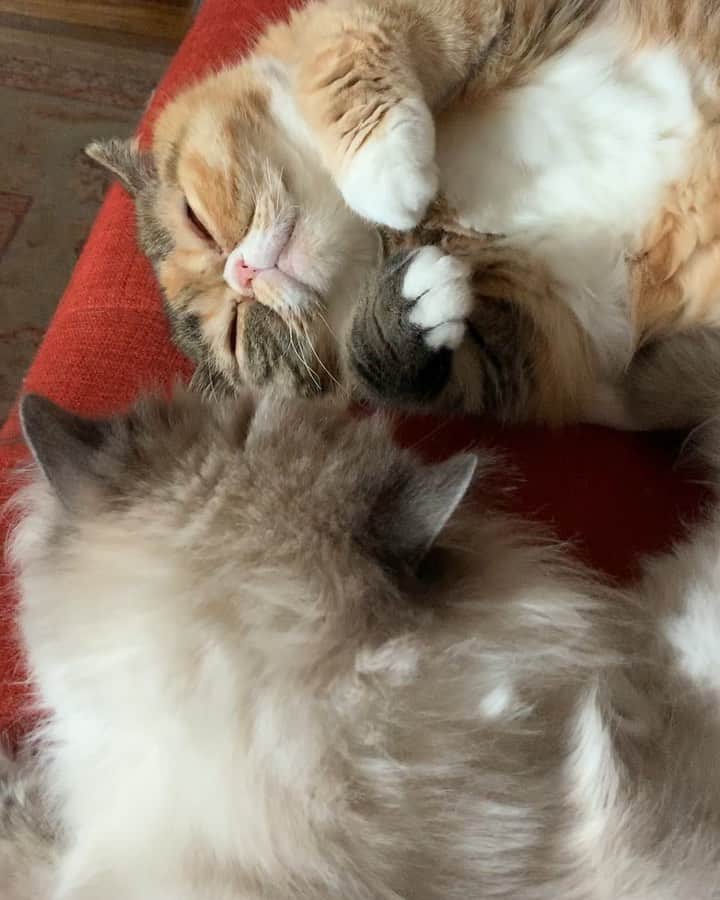Tinaのインスタグラム：「Extra naps because #InternationalCatDay 😴 ❤️」