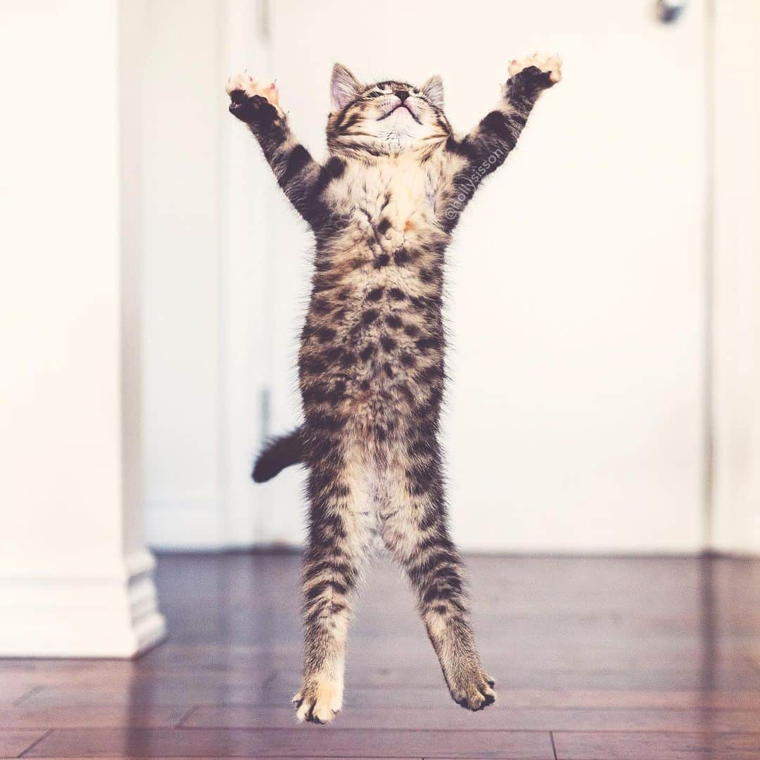 Holly Sissonさんのインスタグラム写真 - (Holly SissonInstagram)「Jump in the air! It’s #InternationalCatDay! #WorldCatDay #kitten #tabbykitty #mainecoon (See more of Emma on @pitterpatterfurryfeet) ~ Canon 1D X MkII + 35 f1.4L II @ f2  See my bio for full camera equipment information plus info on how I process my images. 😊」8月8日 22時40分 - hollysisson