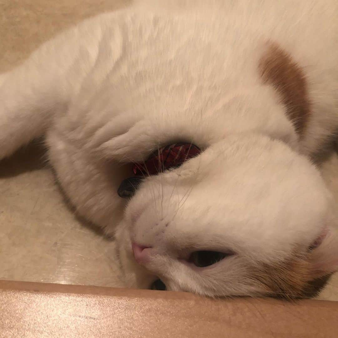 momo0224momomoさんのインスタグラム写真 - (momo0224momomoInstagram)「潰れてる。 おやすみなさい💤  #ねこ#猫#かわいい#スコティッシュ#スコティッシュフォールド#ノルウェージャン#まん丸猫#ドラえもん#猫バカ#親バカ#多頭飼い#猫の平和を祈る#ペットバカ#ヌコ#Instagram猫#ねこ部」8月8日 22時39分 - momo0224momomo