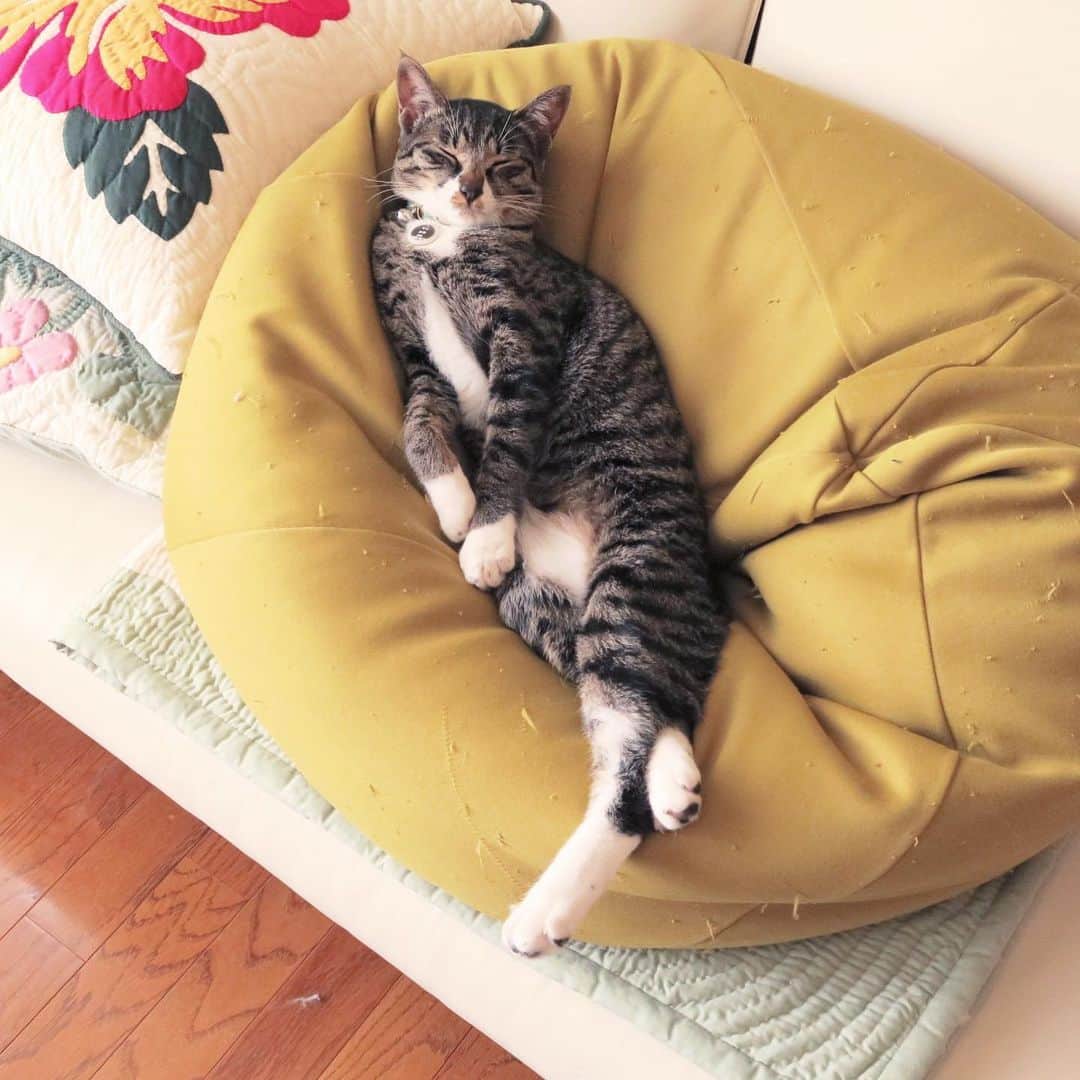 takegaeruのインスタグラム：「続く ダメてんちゃん😄 #猫 #cat #よもねこ #よもぎねこ #キジトラ #きじとら」