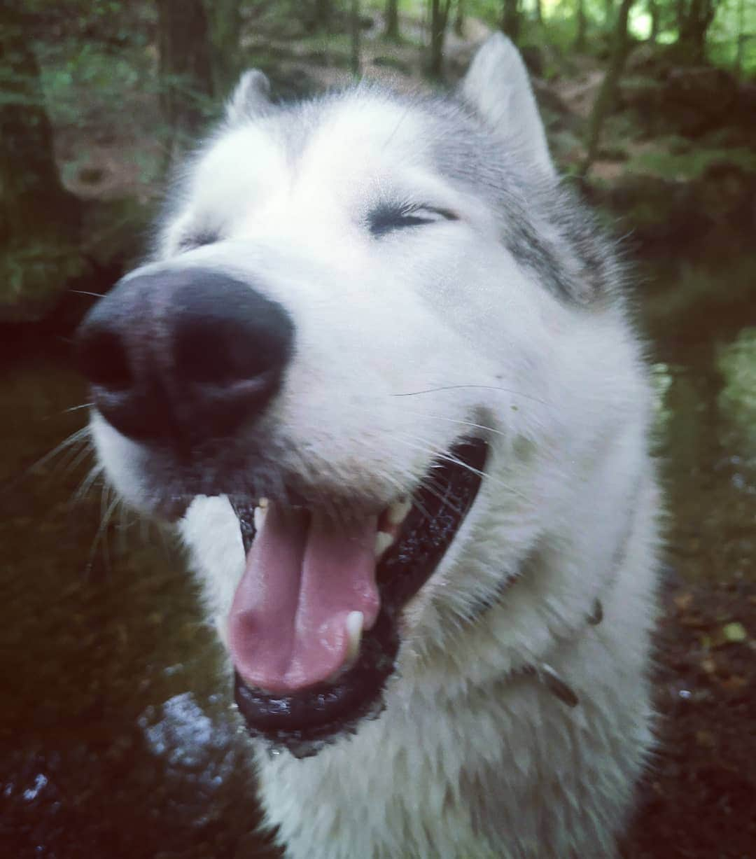 トニア・コーチさんのインスタグラム写真 - (トニア・コーチInstagram)「I'm happy with myself😁But mother wasn't 🙄 yes that's right... I chased the deer 🦌 #deer #woods #run #fun #walkies」8月8日 22時50分 - toniacouch