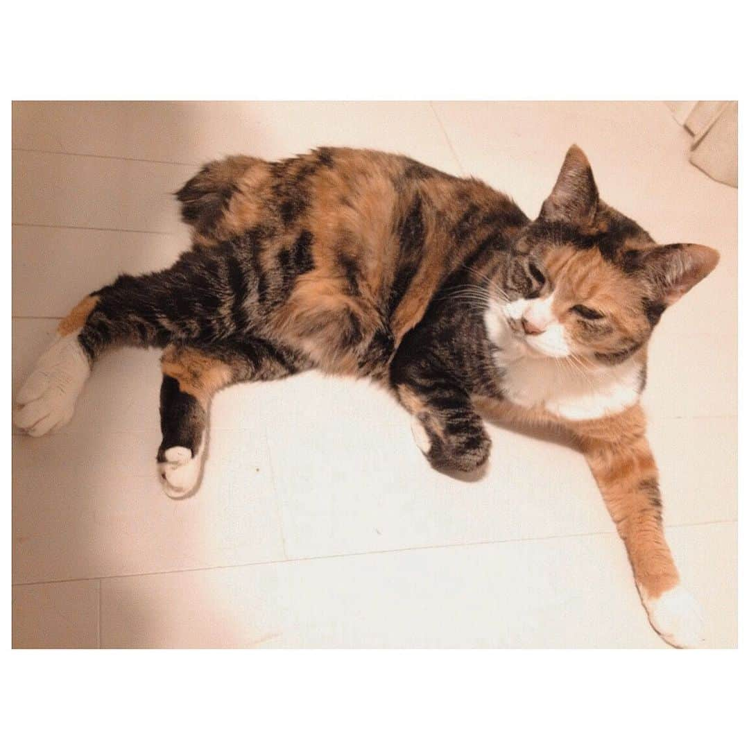 木下ココさんのインスタグラム写真 - (木下ココInstagram)「今日ねこにゃんとさよならしてきました。 ・ 屋根で餌付けをしていた頃に何となくつけた“ねこにゃん”の愛称。 ・ いかつい顔とぼんぼり尻尾、口元の中途半端な位置にあるブチがなんとも愛らしい猫でした🐈 ・ ねこにゃんという名前、彼女もちょっと恥ずかしかったかもしれないけど、 ・ その名前には、ノラ後家猫になったという彼女のシンデレラストーリーが表れているようで、ねこにゃんのまま変えずにいこうと決めました。 ・ 20年と3ヶ月。 周りからは大往生の言葉ももらって、 いわゆる“長生き”を達成したけど、 ・ どれだけ長く生きてくれても 「もう十分生きたね。」 と心から思えることはなかったです。 ・ いさぎの悪い私とは対照的に、野良の頃に培った生きる本能で、病気もなく誰よりも長く、そして最後まで迷惑をかけずに生き抜きいてくれたねこにゃん。 ・ 本当にお疲れ様。 また会おうね😊 ・ ・ #さよなら #またね #ねこにゃん #大好き #愛猫 #ブチ猫」8月8日 23時05分 - cocot_chan