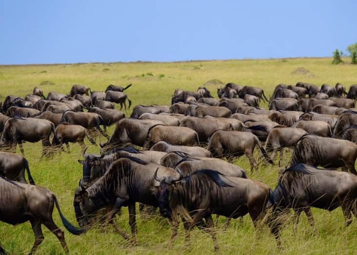 野口健さんのインスタグラム写真 - (野口健Instagram)「キリマンジャロ登山の後は6年ぶりのマサイマラへ！ ちょうどヌーの大移動の季節でタンザニアのセレンゲティからケニアへ大量のヌーがやってきていました。  アフリカの大地、生命力をタップリと感じてきました。  #野口健#アフリカ#ケニア#マサイマラ #マサイマラ国立公園」8月8日 14時38分 - noguchiken8848