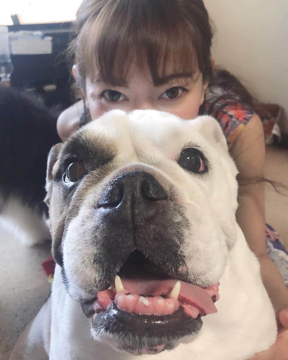 杉山由紀子のインスタグラム：「めいちゃんとわたし💗 ここからわんこ投稿続きます💗 お付き合いください🤣 * * #いぬがすき #わんこ #いぬすたぐらむ #ブルドック #ぶちゃかわがすき」
