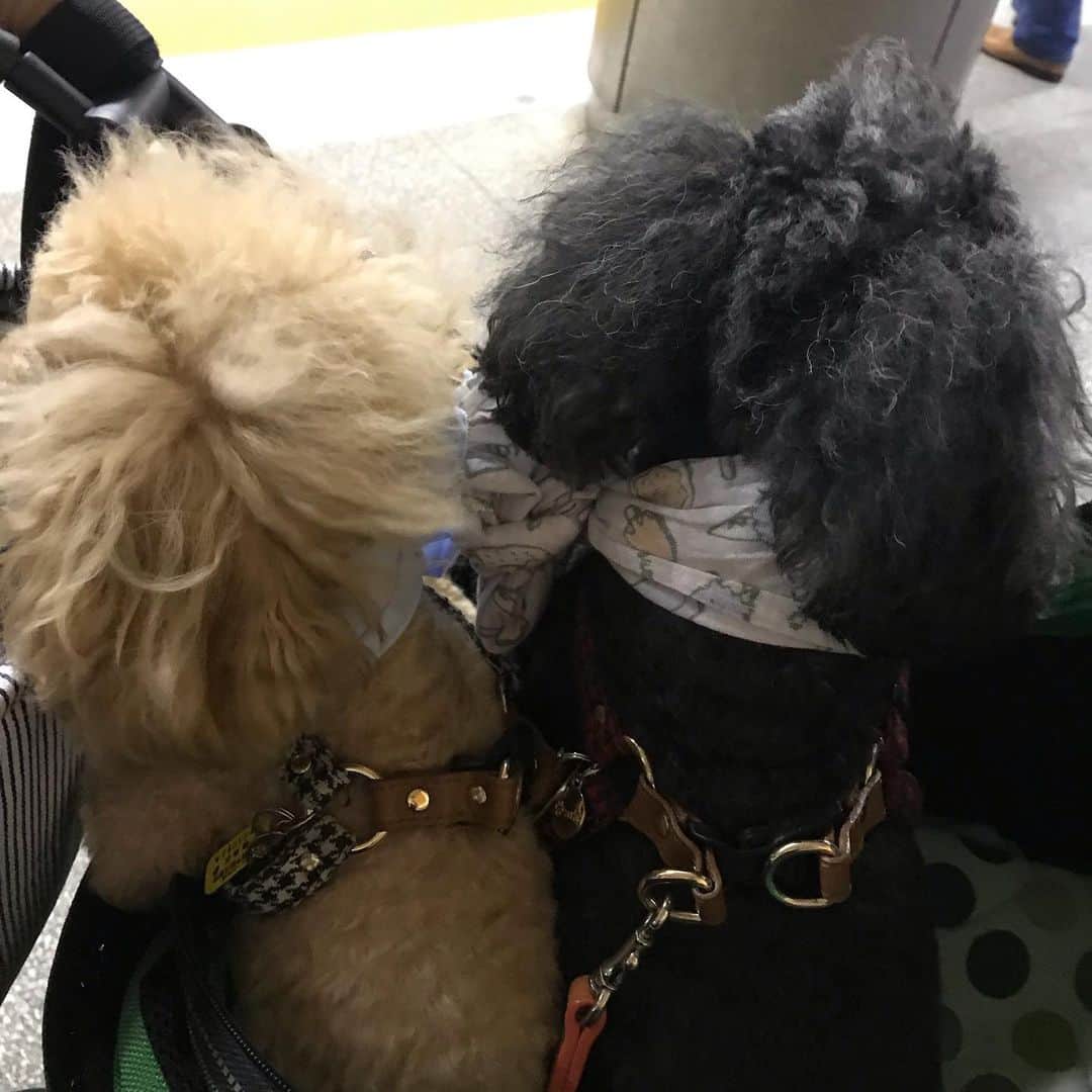 のインスタグラム：「池尻大橋駅にて^ ^ （笑）  人々に馴染んでいるべにひお^ ^  大分から戻って お迎えに行ってきたよ^ ^  預かってくれるのは 元全女の社長の奥さん家族。  ホントにべにひおの性格を 理解してくれて たくさん愛情を注いでくれますの。  ありがたい。  深謝^ ^  おかえり紅緒！ おかえり柊音！  お散歩は夜だぞ！！ Happyで^ ^  #井上貴子  #LLPWX #女子プロレス #紅緒と柊音 #トイプードル #お泊まり #おかえり」