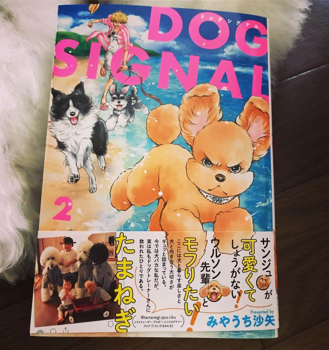 たまねぎさんのインスタグラム写真 - (たまねぎInstagram)「. . 漫画家のみやうち沙矢先生の『DOG SIGNAL 第2巻』が、遂に本日 発売ですよー(o^^o) なんと！ たまねぎ、帯を書かせていただいています(#^.^#) くろしろ2まめむぎ はじめ、たまねぎ家みーんなで応援しています💕 みんなよろしくねー(*≧∀≦*) . KADOKAWAオフィシャルサイト https://www.kadokawa.co.jp/product/321905000290/ . amazon https://www.amazon.co.jp/dp/4040640128?tag=kadoofce-22 . . #standardpoodle #dog #lovedogs #poodlesofinstagram #スタンダードプードル #大型犬と子供 #poodle #dogstagram #east_dog_japan #いぬのいる生活 #もふもふ部 #わんこ部 #子どもと犬  #kidsanddog #ママリ #キズナ #コドモノ #いこーよ #いぬのきもち #terahana_made #犬と暮らす #いぬなしでは生きていけません #わんこ好きととながりたい #漫画大好き #みやうち沙矢 #dogsignal #本日発売」8月8日 15時41分 - tamanegi.qoo.riku