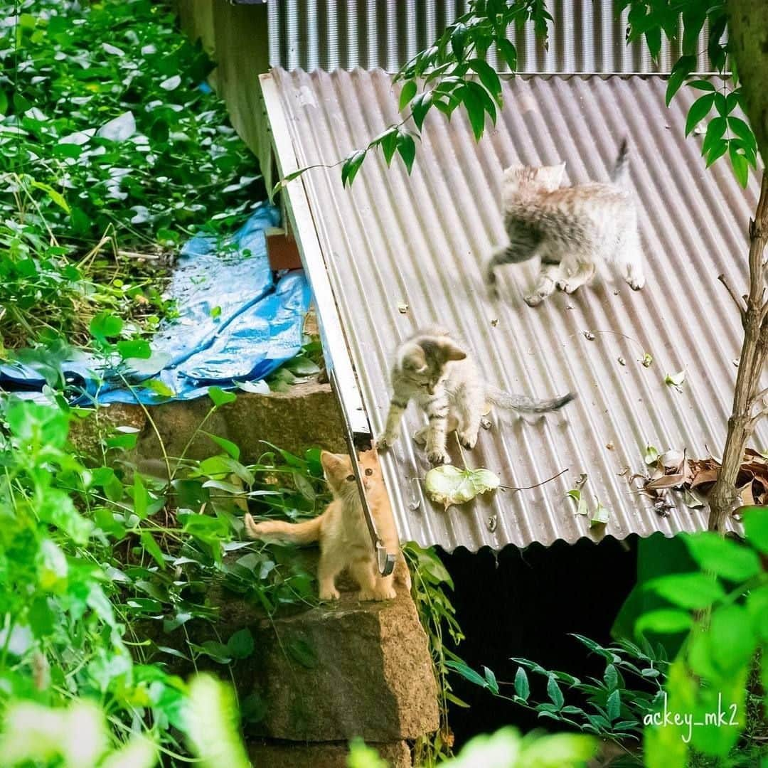 NEKOくらぶさんのインスタグラム写真 - (NEKOくらぶInstagram)「|| ボクらの遊び場😸😸😸⠀ @ackey_mk2 さんの作品ですにゃ（＝ΦωΦ＝）⠀ *⠀ いいね！＆コメント大歓迎！！⠀ *⠀ #nekoclub #NEKOくらぶ #Japan #Photo #写真 #日本 #cat #ネコ #ねこ #猫 ⠀ Follow: @nekoclub_jpn⠀ *⠀ ▼【廣済堂出版共同企画】NEKOくらぶの皆さまとつくる「NEKOくらぶ写真集」、発売中♪（＝ΦωΦ＝）⠀ ※詳細は本アカウント「 @nekoclub_jpn 」のプロフィールに固定しているハイライトから」8月8日 16時00分 - nekoclub_jpn