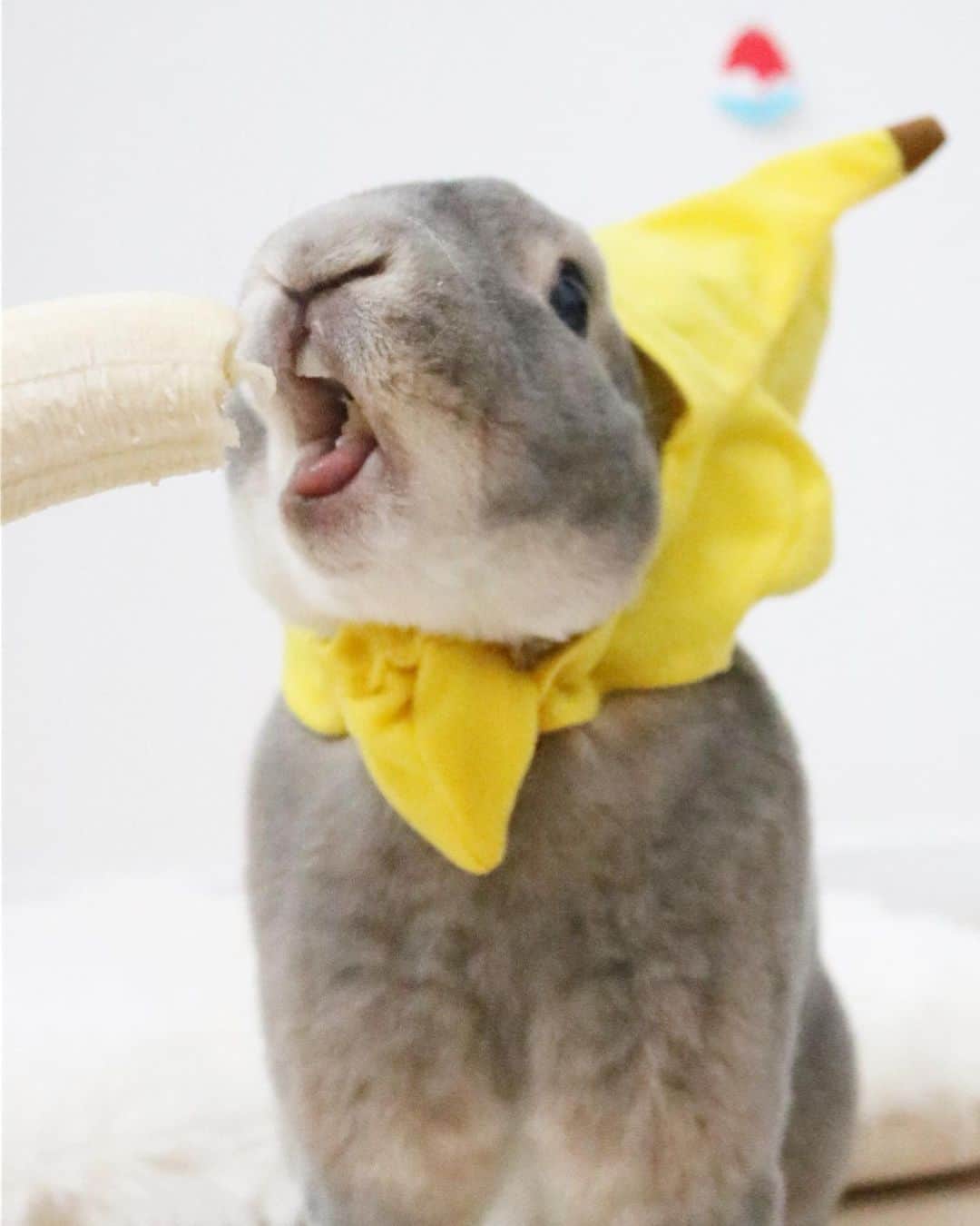 Kayoさんのインスタグラム写真 - (KayoInstagram)「昨日のバナナの日🍌 さーくにステキな差し入れが♡ めったに食べられないバナナにウホウホが止まらないさーくなのでした。 ・ ・ PS★もこみちキミもかっ！！」8月8日 16時07分 - kayosaaku
