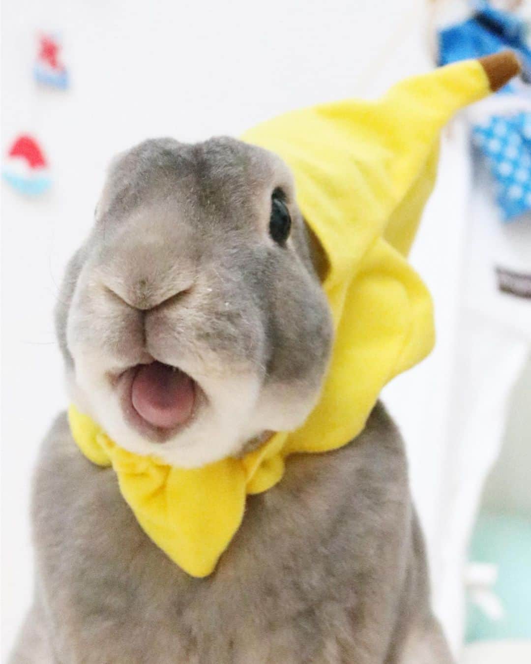 Kayoのインスタグラム：「昨日のバナナの日🍌 さーくにステキな差し入れが♡ めったに食べられないバナナにウホウホが止まらないさーくなのでした。 ・ ・ PS★もこみちキミもかっ！！」