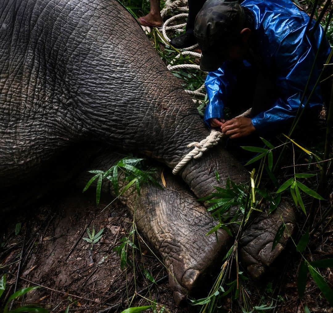 AFP通信さんのインスタグラム写真 - (AFP通信Instagram)「AFP Photo 📷 @yeaungthu - Two wild elephants, which had been foraging villages and a highway for food in Yangon, were caught in a bamboo forest on August 3 and released the next day into the Zarmaye nature reserve in the Bago region.」8月8日 16時14分 - afpphoto