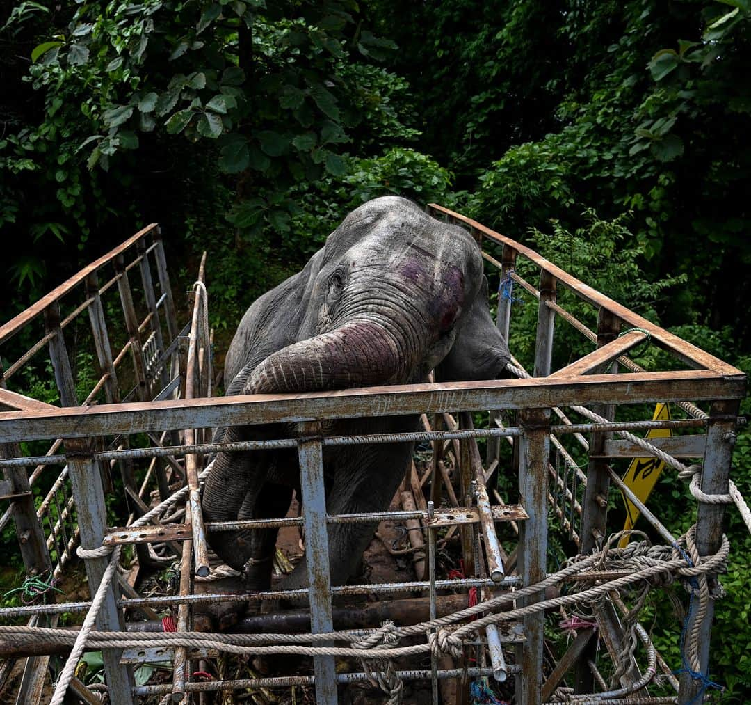 AFP通信さんのインスタグラム写真 - (AFP通信Instagram)「AFP Photo 📷 @yeaungthu - Two wild elephants, which had been foraging villages and a highway for food in Yangon, were caught in a bamboo forest on August 3 and released the next day into the Zarmaye nature reserve in the Bago region.」8月8日 16時14分 - afpphoto