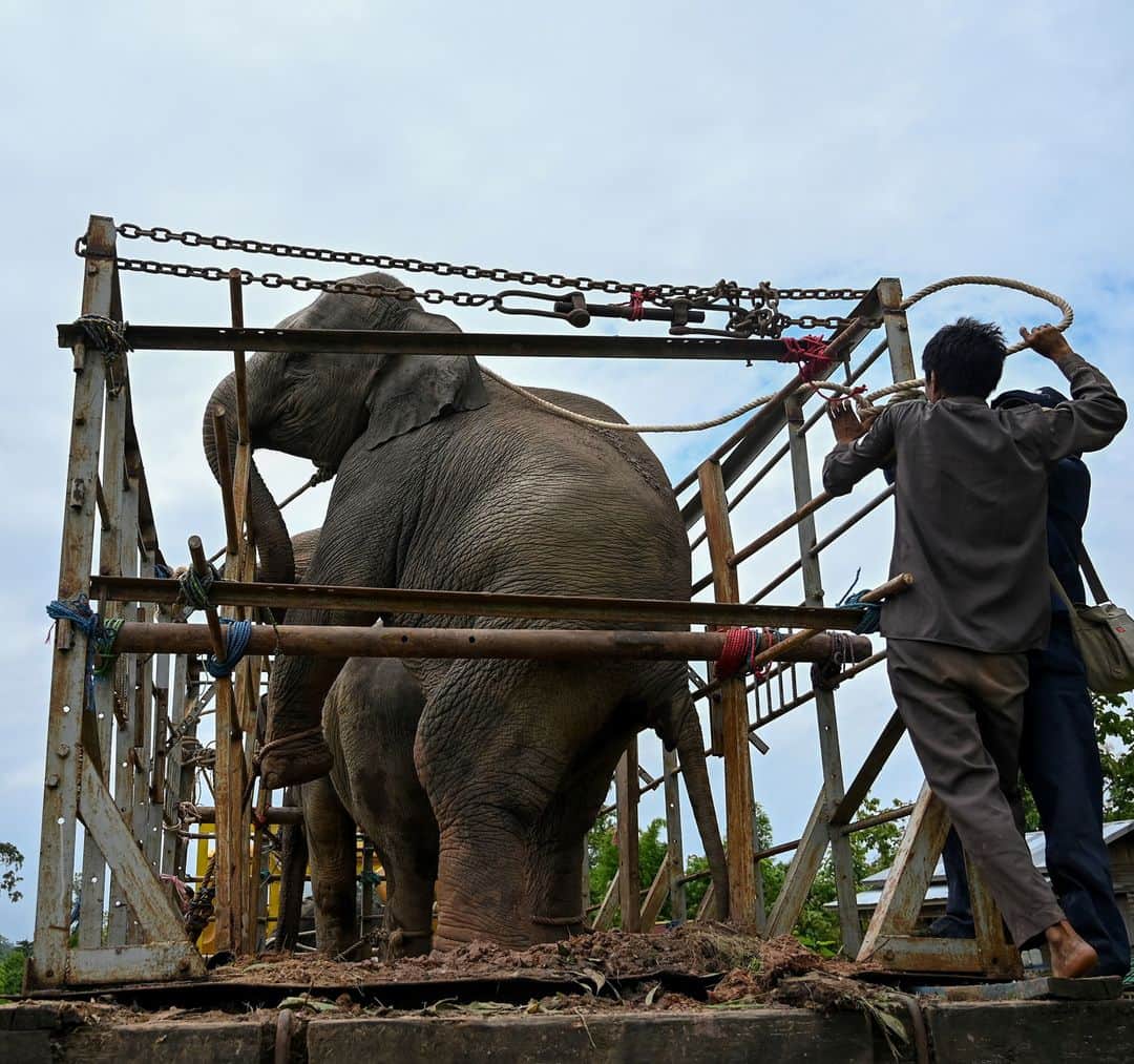 AFP通信さんのインスタグラム写真 - (AFP通信Instagram)「AFP Photo 📷 @yeaungthu - Two wild elephants, which had been foraging villages and a highway for food in Yangon, were caught in a bamboo forest on August 3 and released the next day into the Zarmaye nature reserve in the Bago region.」8月8日 16時14分 - afpphoto