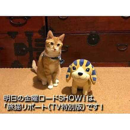 日本テレビ「金曜ロードSHOW!」さんのインスタグラム写真 - (日本テレビ「金曜ロードSHOW!」Instagram)「今週の金曜ロードSHOW!は、強い絆で結ばれた青年💁🏻‍♂️と猫🐈のロードムービー「#旅猫リポート」をさらに猫🐱のカットを増量した“#TV特別版”でお届けします😻  #アンク と一緒にひさびさの登場、スタッフ猫🐈寅次郎も、スタッフ犬🐕菊千代と一緒にいろんなところに #旅猫 してます😸 #有川浩 #福士蒼汰 #高畑充希 #広瀬アリス」8月8日 16時54分 - kinro_ntv