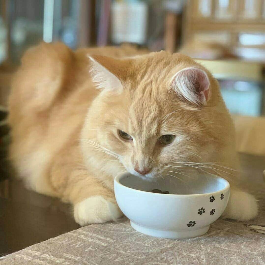 猫壱（ねこいち•ネコイチ）さんのインスタグラム写真 - (猫壱（ねこいち•ネコイチ）Instagram)「【Instagramに投稿して猫壱商品を貰っちゃおう✨】 ▫ 脚があっても、なくてもゴロン食べ😁✨ ▫ ▫ #寝転がった方が #食べやすいのかな？ ︎ ▫ ▫ :::::::::#猫壱 ::::::: #猫壱キャンペーン 8月は#ハッピーダイニング  が対象です✨ 対象商品をお持ちの皆様、ぜひご応募くださいね❤ ▫ ▫ Instagramに登場した商品はプロフィールのリンクよりご覧いただけます🎶 お写真の商品は#ハッピーダイニングフードボウル #脚付フードボウルL でした✨ 気になる方は @necoichicojp からチェックしてくださいね❤ ▫  #Repost from @narumokamei thank-you💕💕💕💕」8月8日 17時07分 - necoichicojp