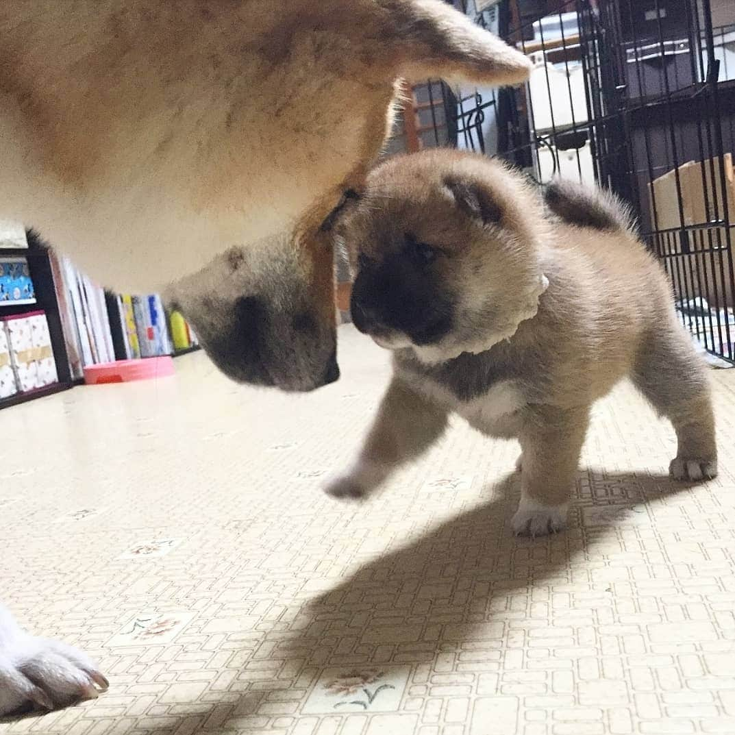 柴犬たま Shibainu Tamaのインスタグラム