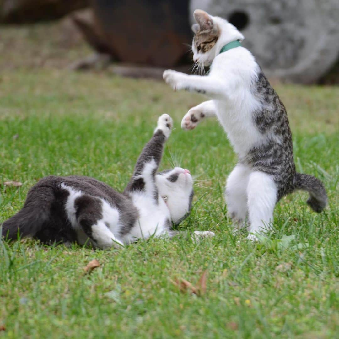 やふさんのインスタグラム写真 - (やふInstagram)「High five . #世界ねこの日 #cat #neko #catlovers #catsofinstagram #catstagram #instacat #猫 #ねこ #ネコ #保護猫 #京太 #もも」8月8日 23時24分 - kyafy