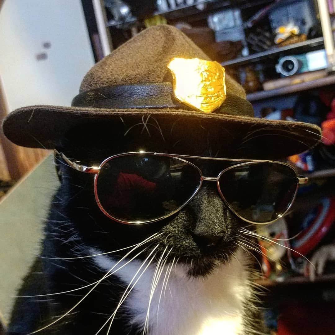 猫コスプレさんのインスタグラム写真 - (猫コスプレInstagram)「"Meow what is so damn funny?" #InternationalCatDay #WorldCatDay #SuperTroopers . . . . . . . . #catgame #catcosplay #catcostume #catsinclothes #petclothes #petcostumes #funnycats #cathumor #catmemes #meow #cat #catstagram #bestcat」8月8日 23時21分 - cat_cosplay