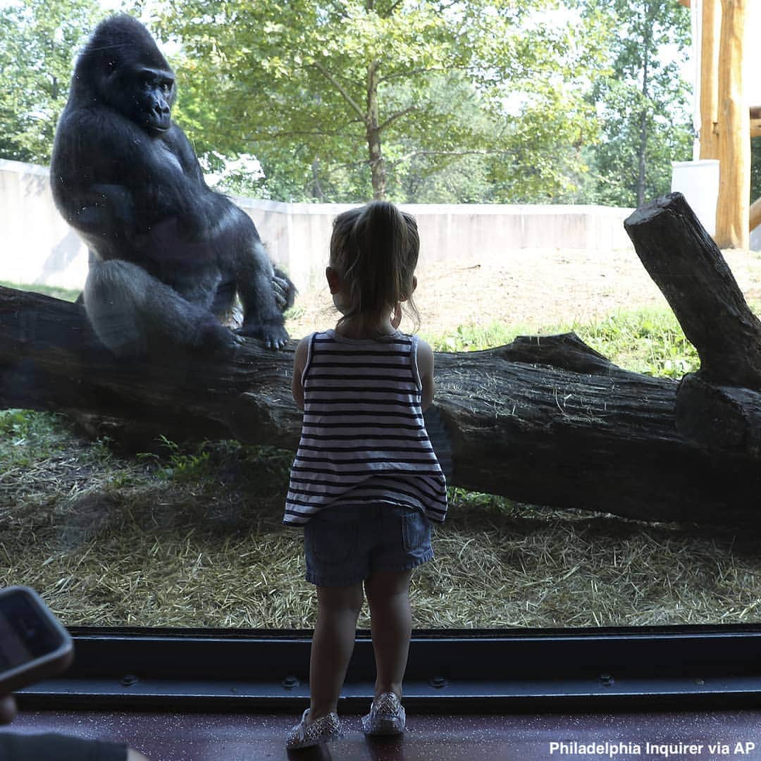 ABC Newsさんのインスタグラム写真 - (ABC NewsInstagram)「CAPTION THIS: A lowland gorilla exchanges looks with a young girl at the unveiling of a new gorilla treehouse at the Philadelphia Zoo. #gorilla #zoo #cuteanimals」8月8日 23時23分 - abcnews
