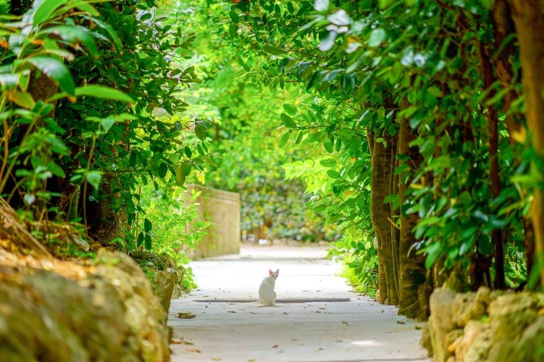 楽天トラベル さんのインスタグラム写真 - (楽天トラベル Instagram)「. #沖縄県 #フクギ並木 約２万本あるフクギの木が美しい並木道🌿 木漏れ日で暑さを和らげてくれます。 美ら海水族館近くにあるので、一緒にお立ち寄りください💓 . ************************ 旅先で撮った素敵な写真に @rakutentravel をタグ付けしてシェアしてね♪ 厳選してこのアカウントで紹介させていただきます！ ************************ . #楽天トラベル #旅 #旅行 #旅に出よう #旅行好きな人と繋がりたい #日本 #일본 #rakutentravel #travel #trip #japan #instagramjapan #IG_JAPAN #japantrip #lovetraveling #okinawa」8月8日 18時00分 - rakutentravel