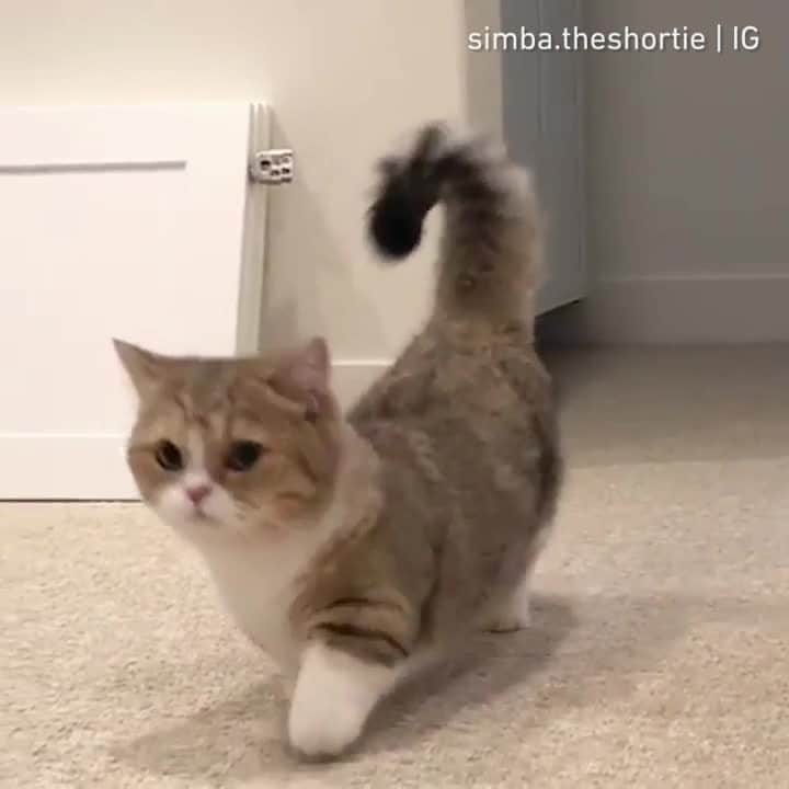 のインスタグラム：「My legs are short but I do have neck⠀ ⠀ 📹@simba.theshortie⠀ ⠀ #meowed #simbatheshortie #munchkin #exploring #曼赤肯 #短腿 #短腿貓 #短足 #短足猫 #短足部 #喵喵喵 #喵星人的日常」
