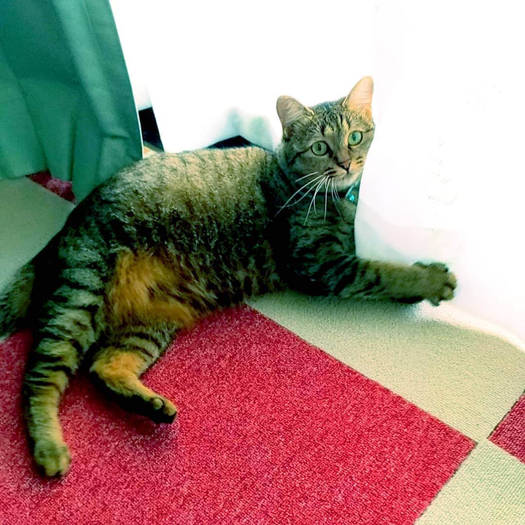 高口里純さんのインスタグラム写真 - (高口里純Instagram)「わ～！カーテンに爪～！ 😵お暑うございます！  #猫#ねこすたぐらむ #にゃんすたぐらむ #キジトラ#カーテン  #cat#kitty#pet」8月8日 17時53分 - takaguchijay