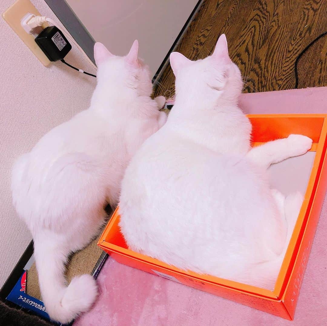秋田知里さんのインスタグラム写真 - (秋田知里Instagram)「おきゃわ #みかんとふう #猫 #ねこ #ネコ #cat #白猫 #双子 #ねこすたぐらむ」8月8日 18時15分 - akitachisato_official