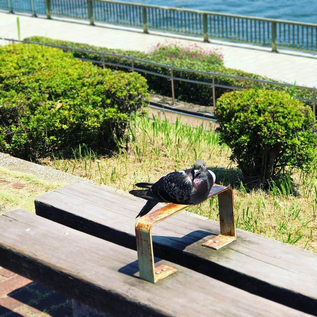 川坂勇太のインスタグラム：「そこ？！一番暑いところだよ！ #真夏 #熱中症 #鳩 #他の鳩は日陰にいたのに」