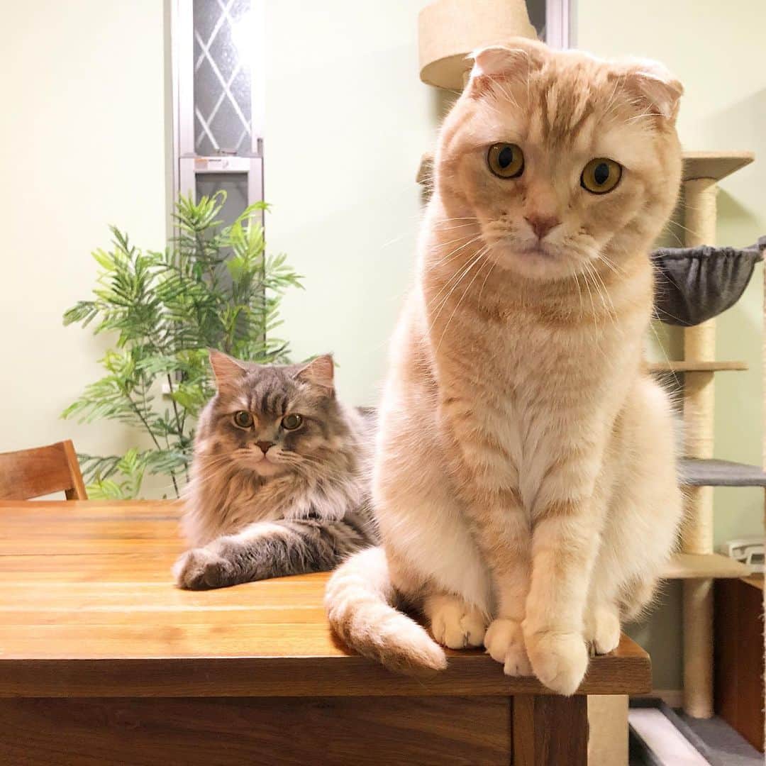 金太さんのインスタグラム写真 - (金太Instagram)「. #世界猫の日 を金太と蒼太もお祝いします。 . . .」8月8日 18時32分 - vvviopw