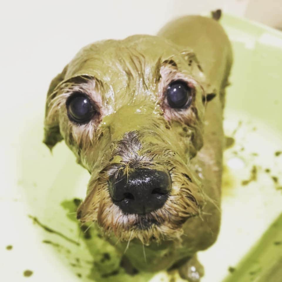 池田香織のインスタグラム：「ハーブパックおこげ🐶🌿 #dog」