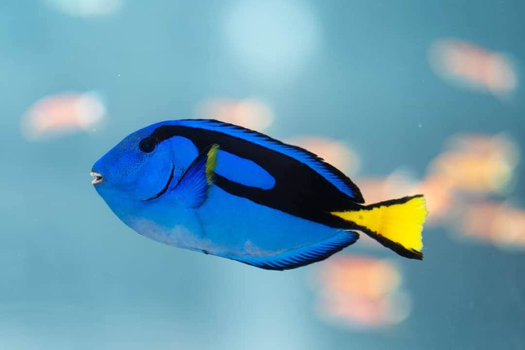 GINZA SONY PARK PROJECTさんのインスタグラム写真 - (GINZA SONY PARK PROJECTInstagram)「​コバルトブルーのカラダに、黒色の斑紋があり、尾ビレは黄色い「ナンヨウハギ」。⁠ ⁠約1,000匹の色彩豊かな生きものたちが泳ぎ回る大水槽のなかでも、ひときわ目立つ存在です。⁠ 「Sony Aquarium 2019」は8/18(日)まで。ぜひお越しください。⁠ ⁠ ⁠■Sony Aquarium 2019⁠ ⁠会期：2019/8/18(日)まで⁠ ⁠⁠⁠⁠時間：10:00 - 22:00⁠ ⁠ ⁠⁠⁠⁠#ginzasonypark ⁠#sonyaquarium2019 #銀座ソニーパーク #ソニーアクアリウム #aquarium #銀座 #ginza #ナンヨウハギ⁠」8月8日 19時16分 - ginzasonypark