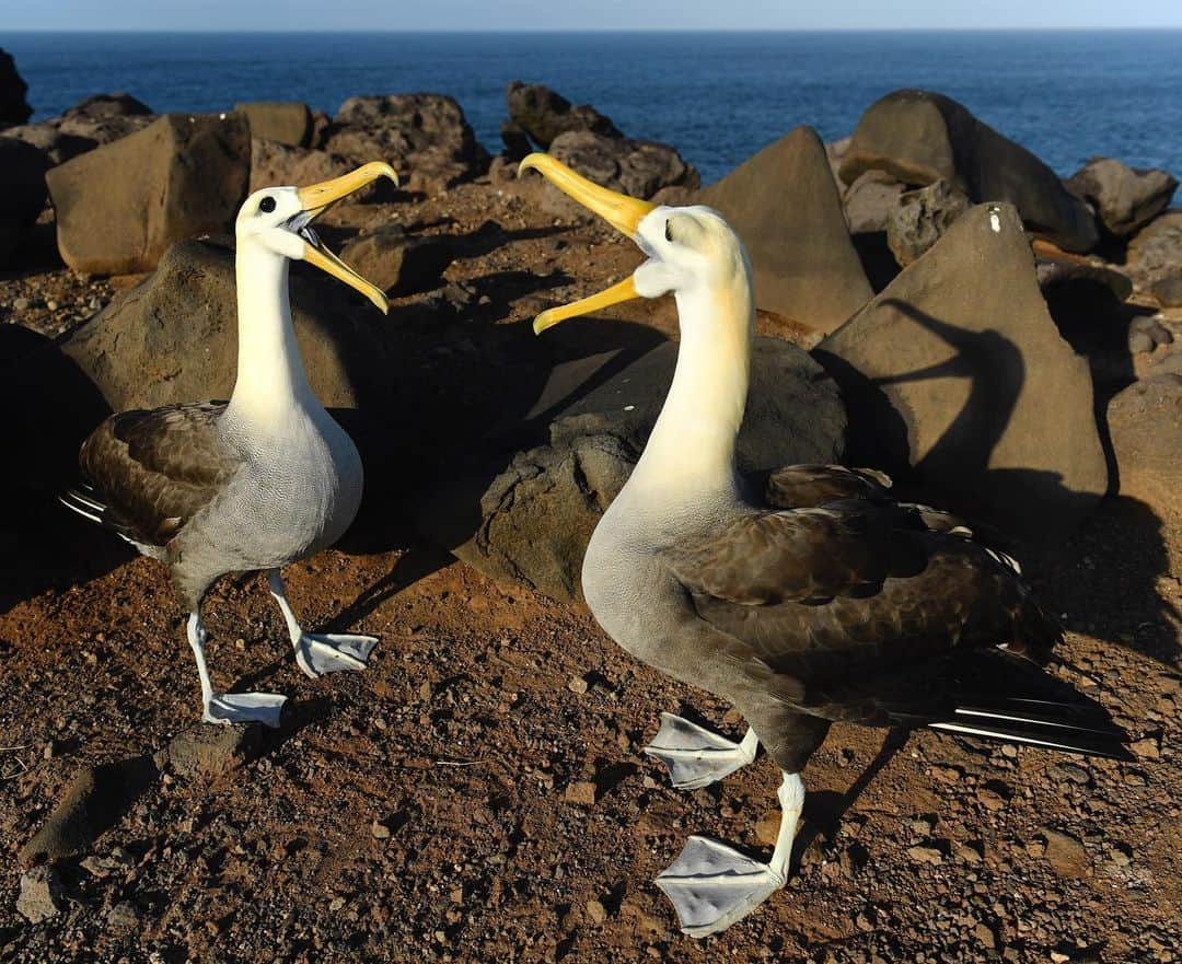 Thomas Peschakさんのインスタグラム写真 - (Thomas PeschakInstagram)「Waved Albatross pairs engage in spectacular courtship displays/dances  that involve mirrored behavior, including gaping and bowing. This species breeds almost exclusively on a single island (Espanola) in the Galapagos. It is a tiny detail, one of the bird’s shadows on the lava rocks, that makes this photograph visually more interesting to me. Shot #onassignment for @natgeo in collaboration with @parquegalapagos and @charlesdarwinfoundation #soyouthinkyoucandance #dance #seabirds #albatross #galapagos」8月8日 19時21分 - thomaspeschak