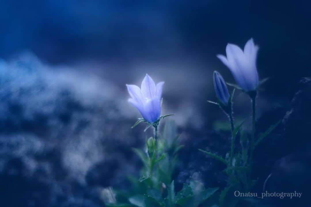 花の写真館のインスタグラム：「Photo by 三浦奈津美.⠀ https://www.facebook.com/onatsuphoto⠀ .⠀ Original Post[投稿頂いたURL]⠀ https://www.facebook.com/photo.php?fbid=736096533396762⠀ .⠀ 本アカウントは、 #私の花の写真 をつけてInstagramに投稿された皆さまの花の写真や、「花の写真館」Facebookページで投稿された花の写真を紹介します。⠀ 「花の写真館」Facebookページは、「 @floral.photograph 」のプロフィールにあるURLからご覧ください。⠀ .⠀ #花の写真館 #floralphotograph #floralphoto #flower #flowers #富士フイルム #FUJIFILM⠀ Follow: @floral.photograph」