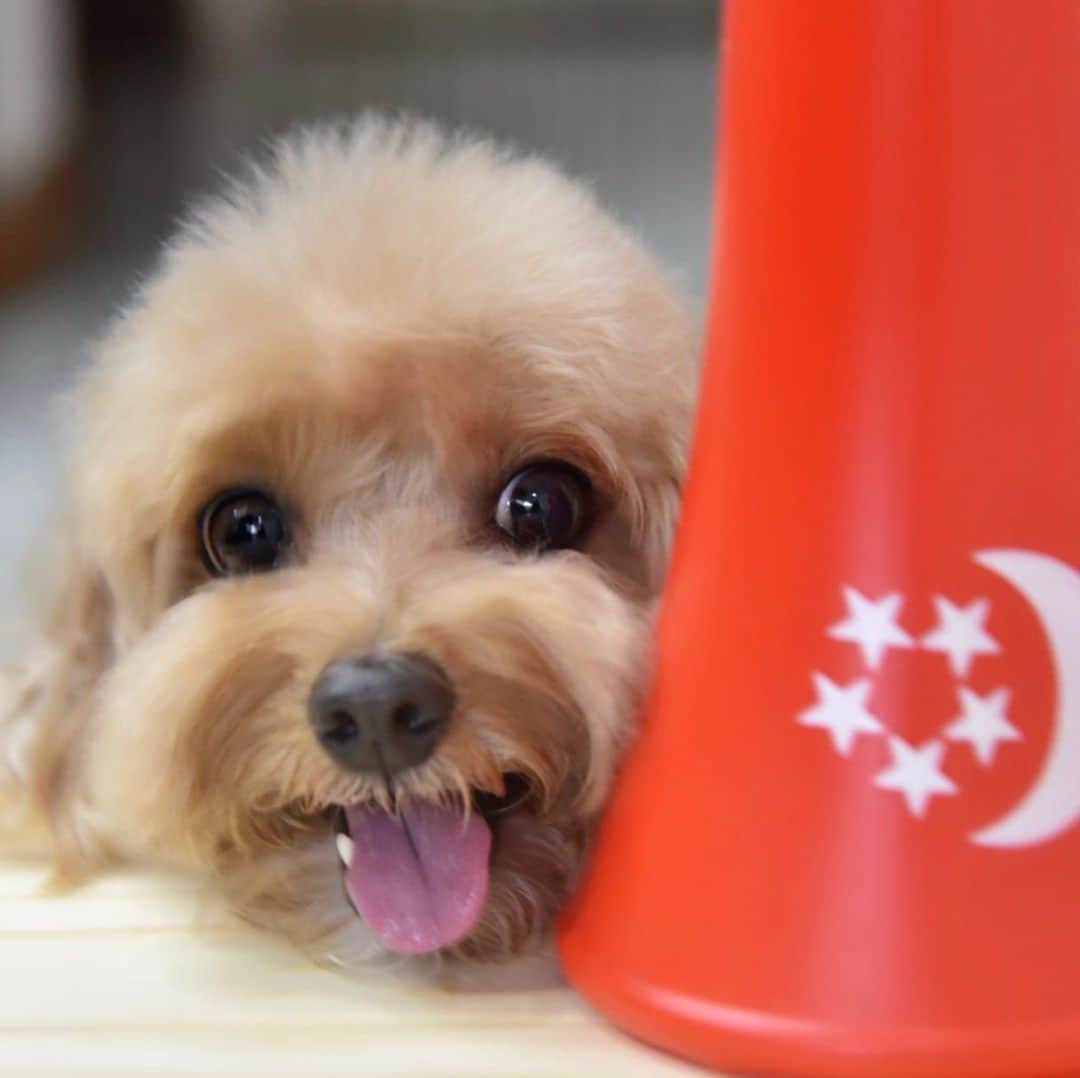 のインスタグラム：「📆 (8Aug19)Happy Holiday Eve every🐾👣dy!❤️I am super pawcited as this is gg to be a long weekend😁wondering what plan my pawrents have for me? 🤔How about you? 💞💞💞#happyholidays #happybirthdaysingapore #ilovesingapore」