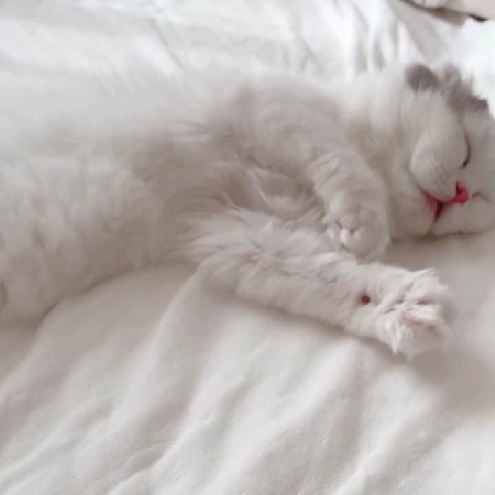 のんたのインスタグラム：「ねむいねむいぱんちゃん→すごい寝方をしてます 世界中の猫ちゃんたちが毎日ぐっすり眠れますように😴 #世界猫の日#worldcatday #scottishfold #catstagram_japan #catsofinstagram #cats_of_instagram#catoftheday #ilovemycat #bestmeow #catlover #cutecat #kittensofinstagram #cute #スコティッシュフォールド」