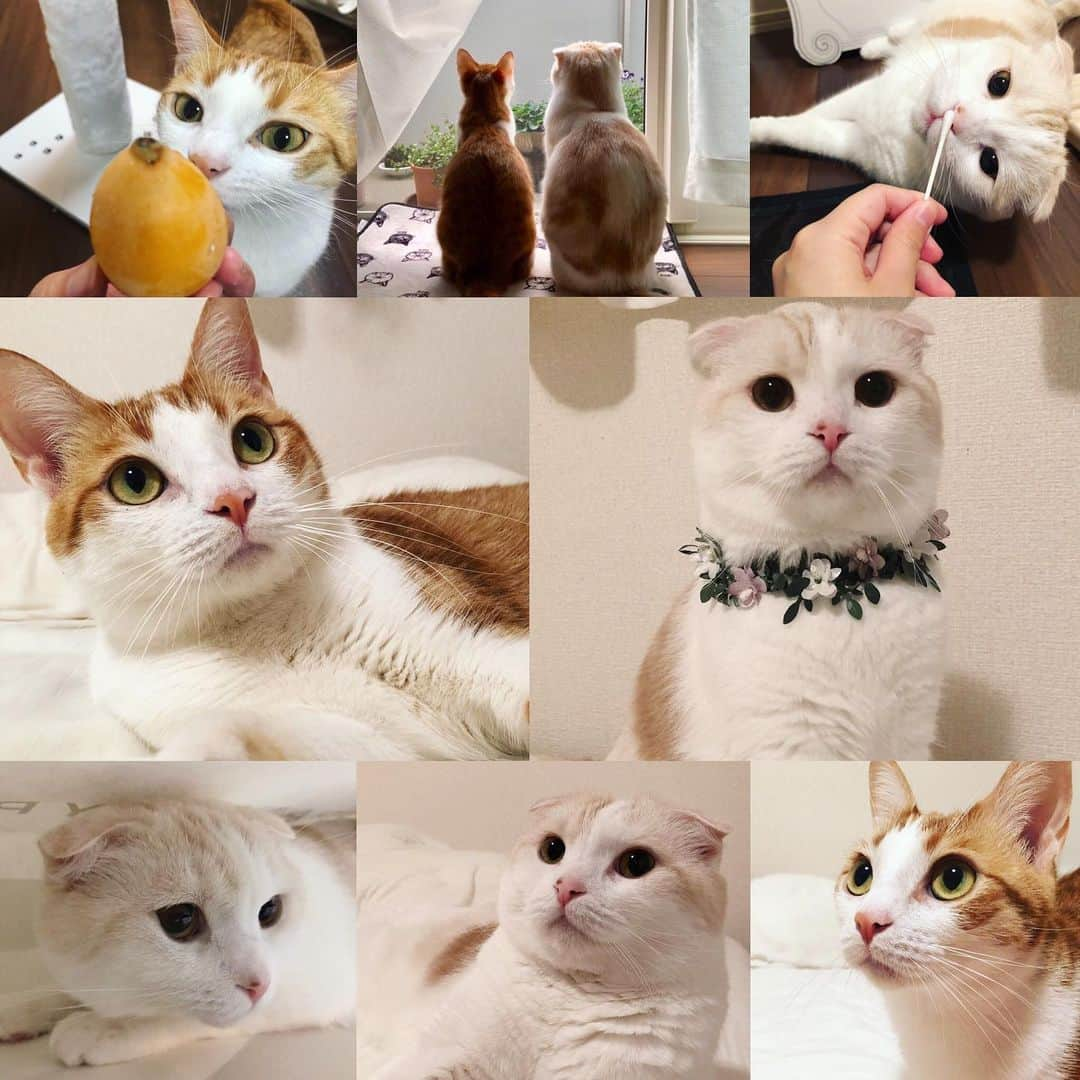 はなぼくろきなこさんのインスタグラム写真 - (はなぼくろきなこInstagram)「2019.8.8 WORLD CAT DAY😻🐾 . . . . 世界中の猫たちが幸せでありますように…！！🐈💖🌈✨日本の外猫ちゃんたちが暑い夏を乗り切れますように😢 . . . . #worldcatday  #世界猫の日 #にゃんこ  #スコティッシュフォールド #猫  #猫のいる暮らし #😻 #みんねこ #instalove」8月8日 20時05分 - hanabokurokinako