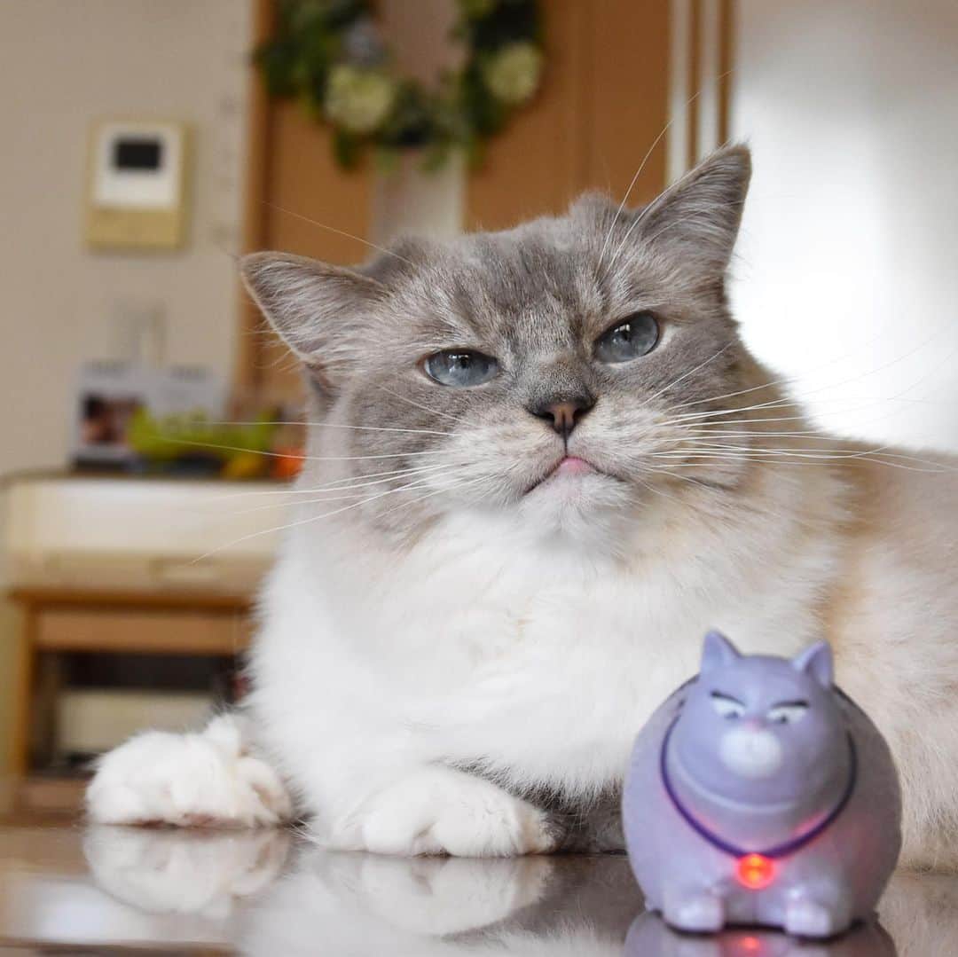 しるこさんのインスタグラム写真 - (しるこInstagram)「2019.8.8 #世界猫の日 にハッピーセット買ったら クロエちゃんが出た💜 . #クロエちゃんとあたし #ハッピーセット #ペット2 . #夏のにゃんこ大作戦  #ペッスマヒーロー隊 #sippo写真展に参加したい  #excellent_cats #cat_features #picneko#IGersJP#サンデイ#cats_of_world #catsofinstagram #instagramjapan #nyancon01 #今日のうちの子🐶🐱 #無敵の親バカ同盟 #猫好きの人と繋がりたい #ふわもこ部 #ペコねこ部 #ねこ#cat#猫 #ラグドール#ラグドールしるこ」8月8日 20時05分 - shirukotan
